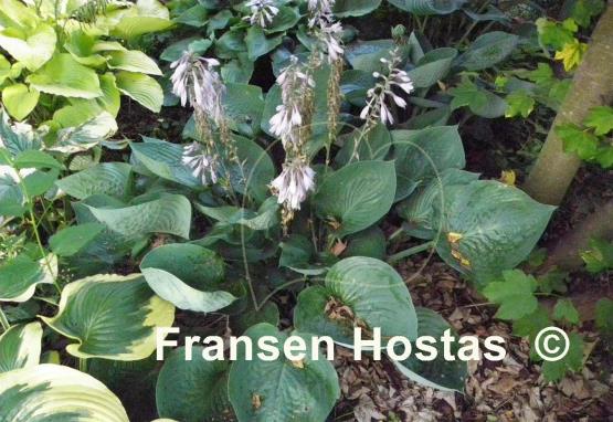 Hosta Cousin Lou Ann